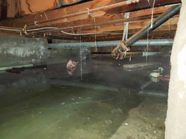 Best Commercial water damage restoration  in Scenic, AZ