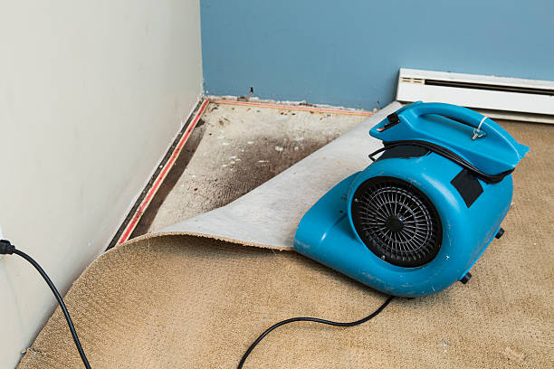 Best Basement water damage restoration  in Scenic, AZ